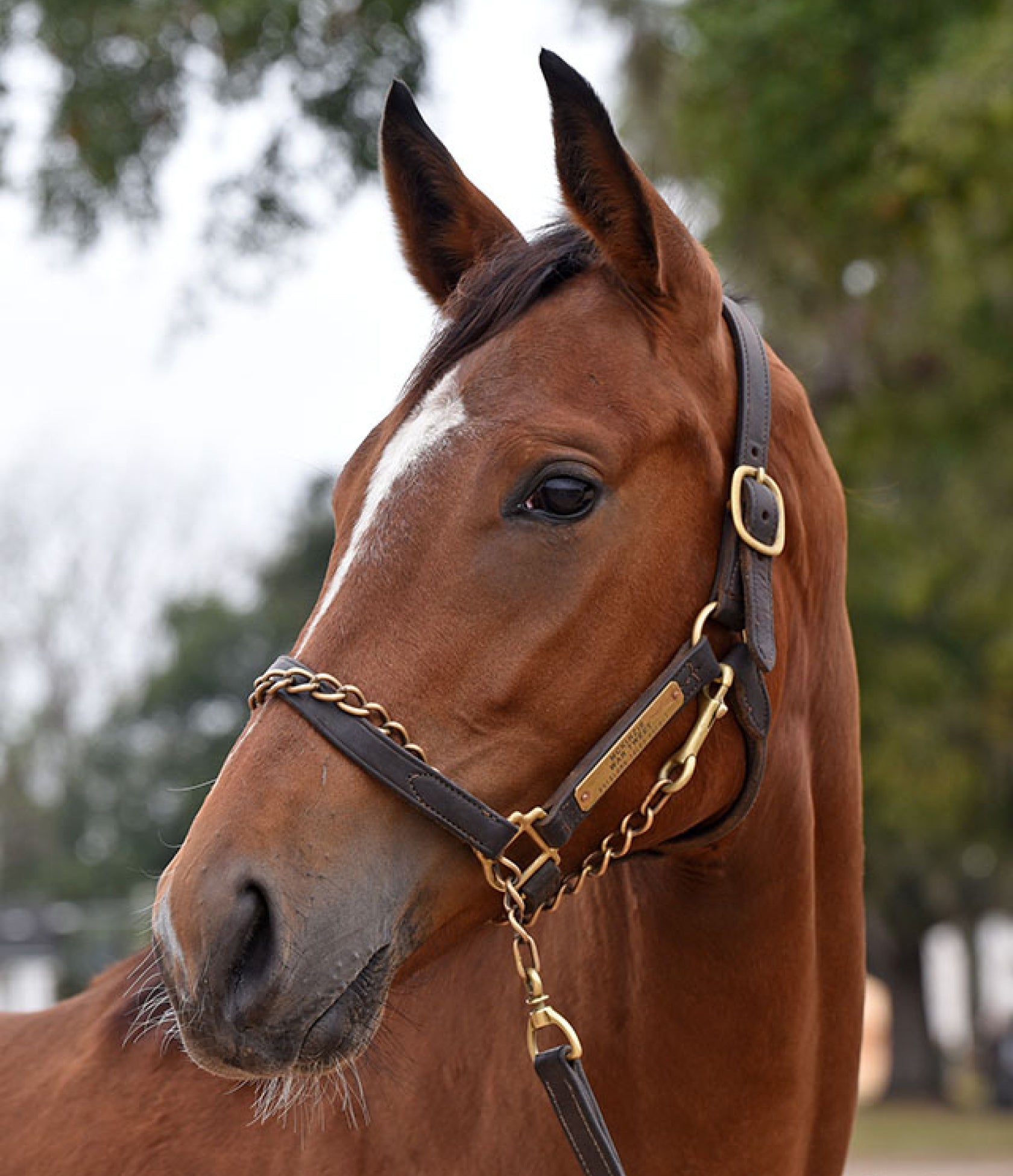Pinhook Bourbon product image